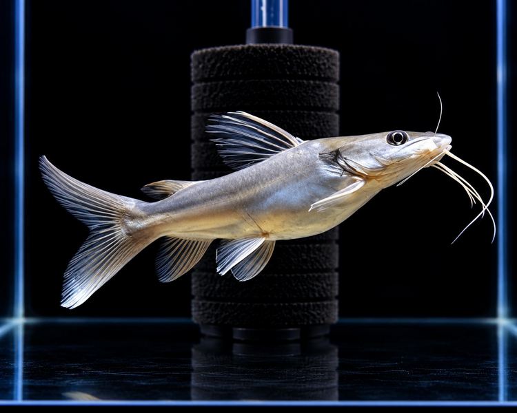 Snoring Catfish ~ 10cm